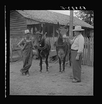[Untitled photo, possibly related to: Dr. J.D. Jones inspecting brood mare and colt of FSA (Farm Security Administration) borrower M.P. Puckett, who is receiving the benefits of the FSA veterinary cooperative. West Carroll Parish, Louisiana]. Sourced from the Library of Congress.