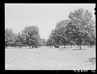 [Untitled photo, possibly related to: The pecan grove and some of the livestock owned cooperatively by the project association. Transylvania Project, Louisiana]. Sourced from the Library of Congress.