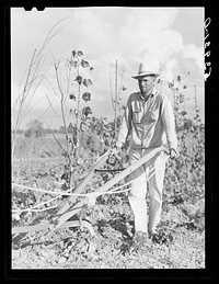 [Untitled photo, possibly related to: Mr. Thomas G. Smith lets his mule cool off while cultivating in his garden. Transylvania Project, Louisiana]. Sourced from the Library of Congress.