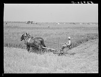 [Untitled photo, possibly related to: J.G. Stanley, one of project family, cutting his alfalfa with mowing machine. Transylvania Project, Louisiana]. Sourced from the Library of Congress.