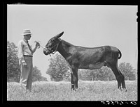 Mr. B.A. Brady, project manager, with the co-op jack belonging to the project association. Transylvania Project, Louisiana. Sourced from the Library of Congress.
