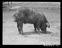 The co-op boar belonging to the project association. Transylvania Project, Louisiana. Sourced from the Library of Congress.