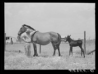 [Untitled photo, possibly related to: Golus Skipper with his mare and her mule colt. The project families are encouraged to raise their own mules and have a co-op jack. Transylvania Project, Louisiana]. Sourced from the Library of Congress.