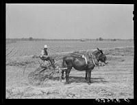 [Untitled photo, possibly related to: One of project families raking his hay. Transylvania Project, Louisiana]. Sourced from the Library of Congress.