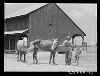 W.D. Anglin and his son with their team of mares in front of his barn. Transylvania Project, Louisiana. Sourced from the Library of Congress.