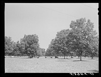 [Untitled photo, possibly related to: The pecan grove and some of the livestock owned cooperatively by the project association. Transylvania Project, Louisiana]. Sourced from the Library of Congress.
