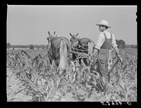 W.D. Anglin cultivating his corn with his pair of mares. Transylvania Project, Louisiana. Sourced from the Library of Congress.