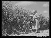 Mrs. Mattie Hart, mother-in-law of John M. Washam, picking English peas out of their home garden. Transylvania Project, Louisiana. Sourced from the Library of Congress.