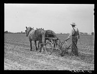 [Untitled photo, possibly related to: W.D. Anglin cultivating his corn with his pair of mares. Transylvania Project, Louisiana]. Sourced from the Library of Congress.