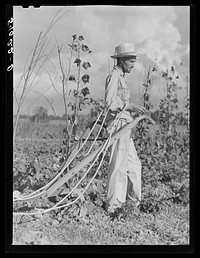 Mr. Thomas G. Smith lets his mule cool off while cultivating in his garden. Transylvania Project, Louisiana. Sourced from the Library of Congress.