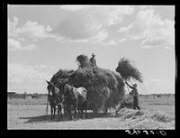 Loading hay on Transylvania Project, Louisiana. Sourced from the Library of Congress.