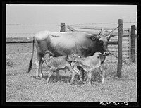 Charlie B. Thompson's cow and twin calves. Several of the project families are trying to build up a small dairy business, starting in by shipping sour cream. Transylvania Project, Louisiana. Sourced from the Library of Congress.