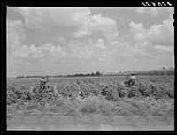 [Untitled photo, possibly related to: Knowlton Plantation, Perthshire. Mississippi Delta, Mississippi]. Sourced from the Library of Congress.