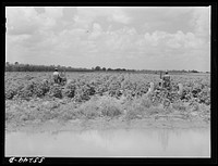 Knowlton Plantation, Perthshire. Mississippi Delta, Mississippi. Sourced from the Library of Congress.