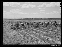 Terrebonne Project. Schriever, Louisiana. Sourced from the Library of Congress.