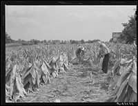 [Untitled photo, possibly related to: cutting burley tobacco and putting it on sticks to wilt before taking it into curing and drying barn. Russell Spear's farm, near Lexington, Kentucky]. Sourced from the Library of Congress.