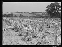 Tobacco on Russell Spear's farm near Lexington, Kentucky. Sourced from the Library of Congress.
