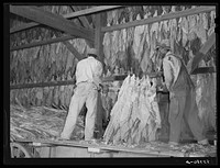 Hanging burley tobacco in the barn to dry and cure. On Russell Spear's farm near Lexington, Kentucky. Sourced from the Library of Congress.