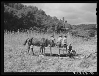 In the early fall mountain people and children get together whenever the sorghum cane sap is being boiled down into syrup. They wait around for "syrupping off" time to eat the sweet molasses-like syrup. On the highway between Campton and Jackson, Kentucky. Sourced from the Library of Congress.