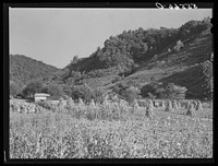 Corn shocks on mountain farm up Frozen Creek, near Jackson, Breathitt County, Kentucky. Sourced from the Library of Congress.