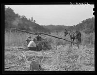 Ginning the sorghum cane to make syrup. On the road between Jackson and Campton, Kentucky. Sourced from the Library of Congress.