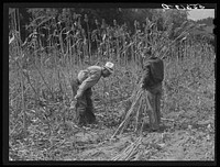 Cutting the sorghum cane to make syrup. At a mountaineer's home on the road between Jackson and Campton, Kentucky. Sourced from the Library of Congress.
