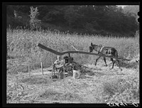 Ginning the sorghum cane while making syrup at a mountaineer's home in Breathitt County, Kentucky. Sourced from the Library of Congress.