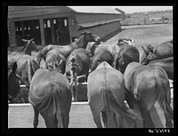 Mules are taken into the yard for a couple of hours at noon during mid-summer to cool and water them. King and Anderson Plantation, near Clarksdale, Mississippi Delta, Mississippi. Sourced from the Library of Congress.