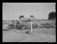 Hereford cattle on the Hopson cotton plantation. Clarksdale, Mississippi Delta, Mississippi. Sourced from the Library of Congress.