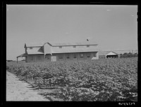 New cotton gin on King and Anderson Plantation near Clarksdale. Mississippi Delta, Mississippi. Sourced from the Library of Congress.