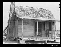 [Untitled photo, possibly related to: Melrose, Natchitoches Parish, Louisiana. Old tenant house with mud chimney and cotton up to its door occupied by mulattoes on plantation]. Sourced from the Library of Congress.