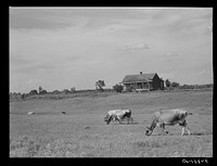 Tenant's home and cows in a pasture on King and Anderson cotton plantation near Clarksdale. Mississippi Delta, Mississippi. Sourced from the Library of Congress.