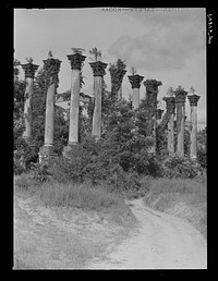 Port Gibson, Mississippi. Ruins of the old Windsor house, once a palatial estate, which was built in 1859 and destroyed by fire in 1890. Sourced from the Library of Congress.