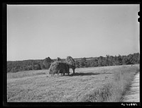 [Untitled photo, possibly related to: Loading lespedeza hay in Caswell County, North Carolina]. Sourced from the Library of Congress.