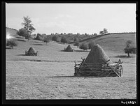 Haystacks and shocks of corn in field near Marion, Virginia. Sourced from the Library of Congress.