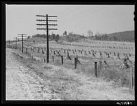 Cornshocks along highway near Wytheville, Virginia. Sourced from the Library of Congress.