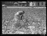 Tenants picking cotton on Highway 15, about seven miles south of Chapel Hill. Chatham County, North Carolina. Sourced from the Library of Congress.