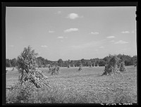 [Untitled photo, possibly related to: Shocked corn and home of E.O. Foster, FSA (Farm Security Administration) borrower in Caswell County, North Carolina]. Sourced from the Library of Congress.