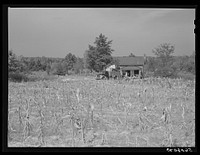 [Untitled photo, possibly related to: In the fall of the year after the crops are up many tenants and sharecroppers move into another farm. This  family was moving from this home near Yanceyville to one near Raleigh, North Carolina]. Sourced from the Library of Congress.