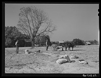 Planting winter wheat in tenant's farm. Caswell County, North Carolina. Sourced from the Library of Congress.