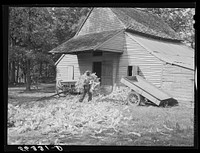 [Untitled photo, possibly related to: Putting the shucks into the barn for winter use after cornshucking on Hooper Farm near Hightowers and Prospect Hill. Caswell County, North Carolina]. Sourced from the Library of Congress.