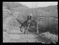 Two of Dutton ("Dut") Calleb's children watering the mule. Southern Appalachian Project near Barbourville, Knox County, Kentucky. Sourced from the Library of Congress.
