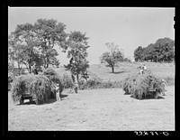 Taking in hay on horse breeding farm near Lexington, Kentucky. Sourced from the Library of Congress.
