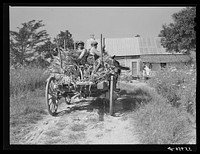 [Untitled photo, possibly related to: Family of FSA (Farm Security Administration) borrower bringing in wagon load of corn stalks for fodder. Caswell County, North Carolina]. Sourced from the Library of Congress.