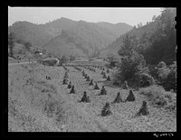 Shocks of corn along highway near Virgie, Kentucky. Sourced from the Library of Congress.