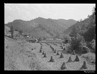 [Untitled photo, possibly related to: Shocks of corn along highway near Virgie, Kentucky]. Sourced from the Library of Congress.