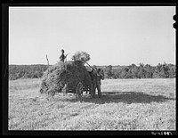 Loading lespedeza hay in Caswell County, North Carolina. Sourced from the Library of Congress.