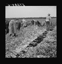 [Untitled photo, possibly related to: Migratory laborer cutting celery. Belle Glade, Florida]. Sourced from the Library of Congress.