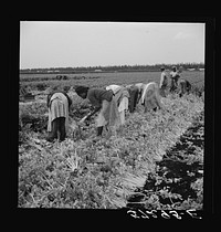Migratory laborer cutting celery. Belle Glade, Florida. Sourced from the Library of Congress.