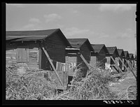 Houses condemned by board of health still occupied by  migratory workers. Belle Glade, Florida. Sourced from the Library of Congress.
